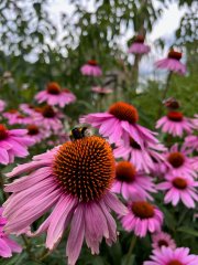 Op de foto: De tuin van Janneke