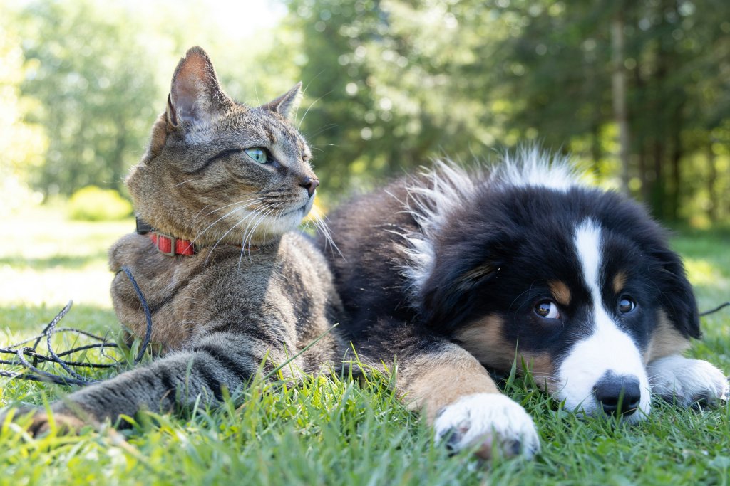 Kat en hond in het gras.