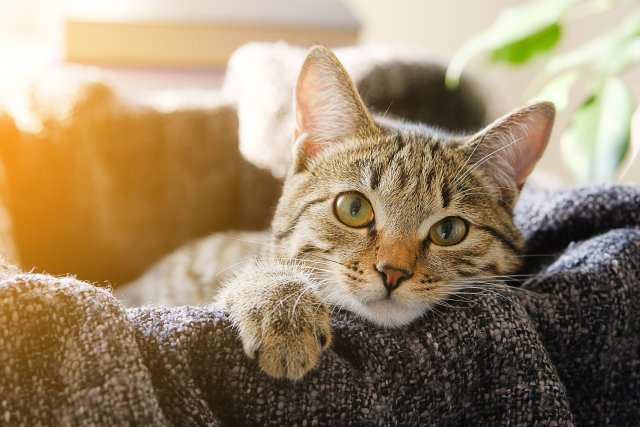 Kat