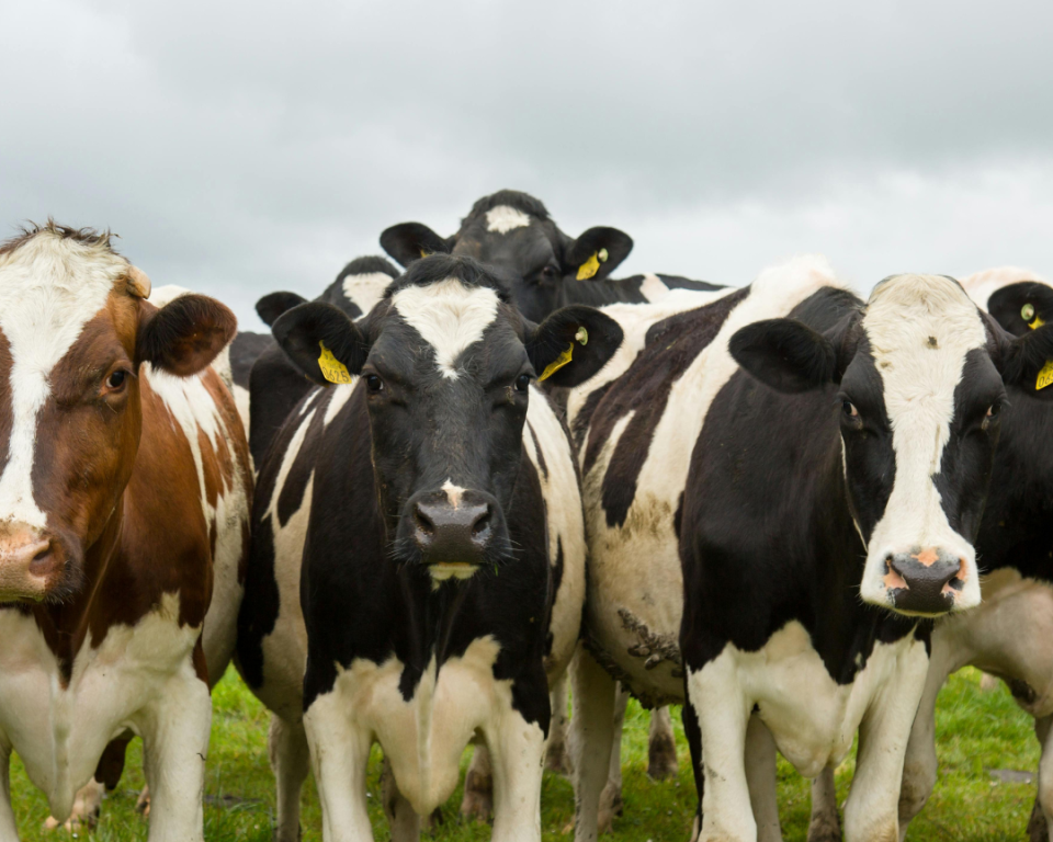 Regio Foodvalley vraagt in een brief aan minister Van Essen (LVVN) aandacht voor de zorgen die agrarisch ondernemers hebben over het voorgenomen kabinetsbeleid. Scherpenzeel ondersteunt deze brief. Het kabinet maakte in juni bekend dat het gaat werken aan een omvangrijk maatregelenpakket om Nederland van het stikstofslot te krijgen.