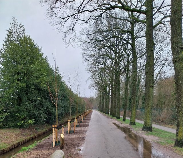 Nieuwe Bomen Op De Willaerlaan Gemeente Scherpenzeel Nieuwe Bomen Op De Willaerlaan Gemeente Scherpenzeel