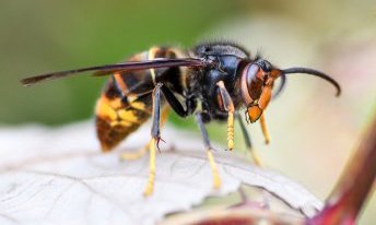 De Aziatische hoornaar