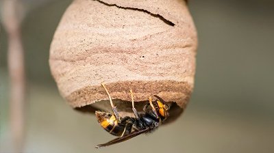 Embryonest Aziatische hornaar