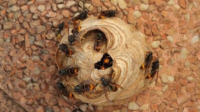 Primair nest Aziatische hornaar