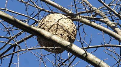 Secundair nest Aziatische hoornaar