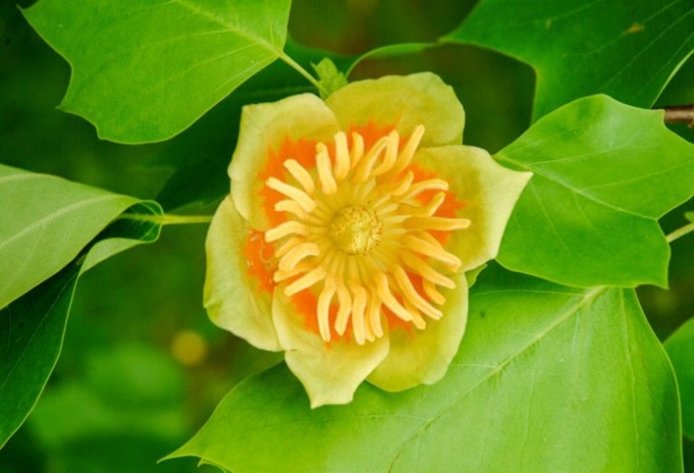 Tulpenboom (Liriondendron tulipifera)