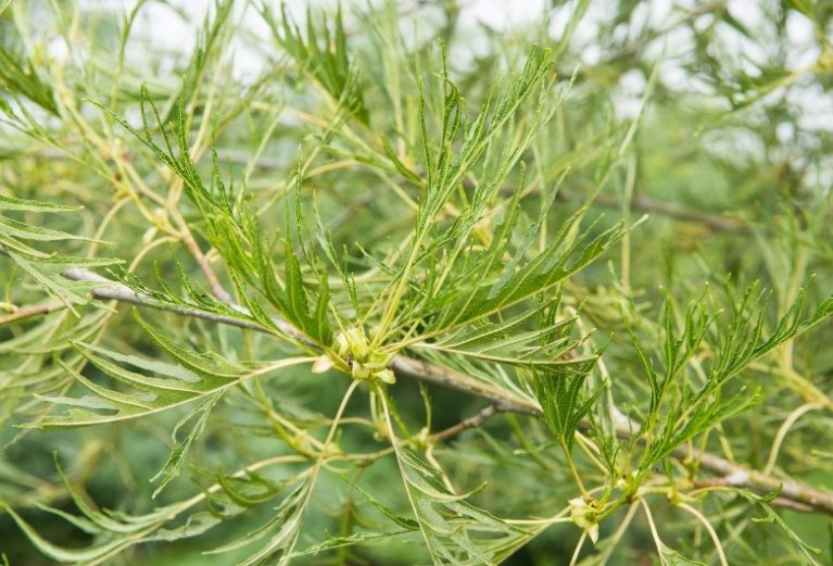 Varenbladige zwarte els (Alnus glutinosa “Imperialis”)
