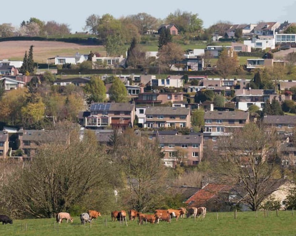 Afbeelding van gemeente Simpelveld met koeien groen en huizen