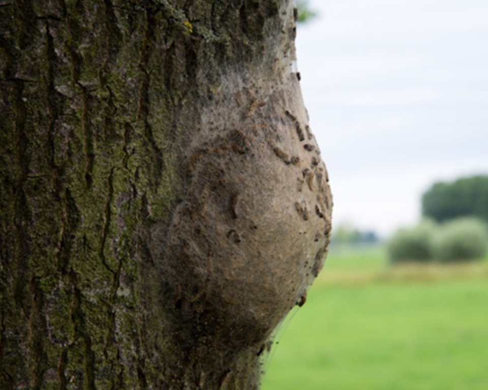 Afbeelding van boom met nest eikenprocessierups