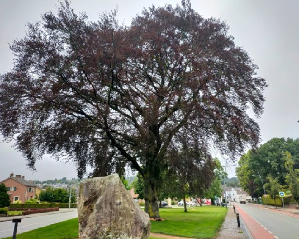 Afbeelding van de rode beuk in Simpelveld