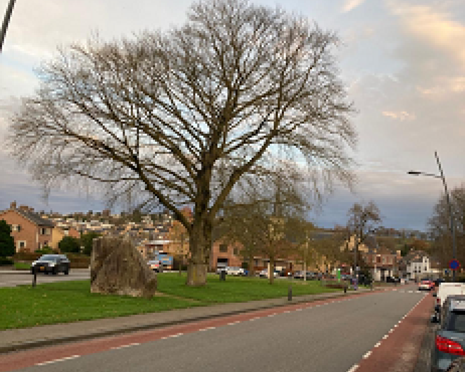 Dode Beuk op het Oranjeplein in |Simpelveld