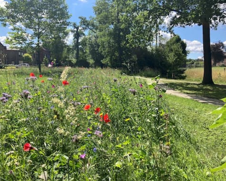 Bloemen en gras langs de weg