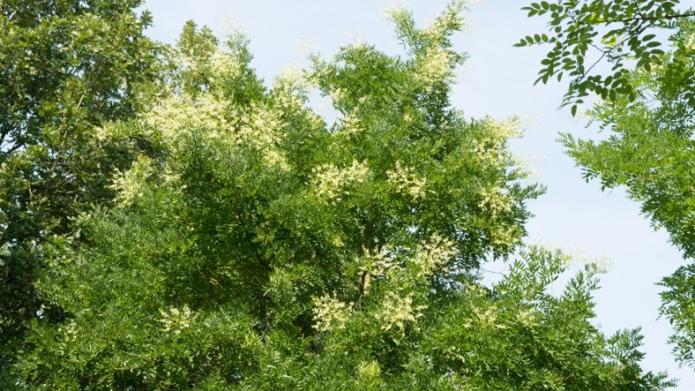 Honingboom (Styphnolobium japonicum “Harry van Haaren”)