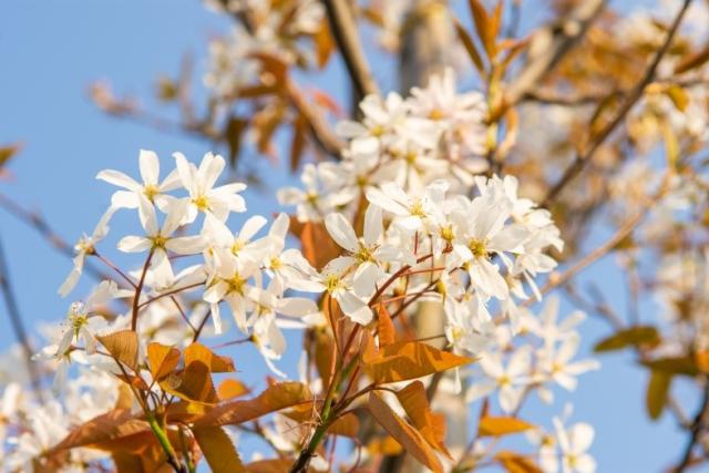 Elsbladig krentenboompje (Amelanchier alnifolia)