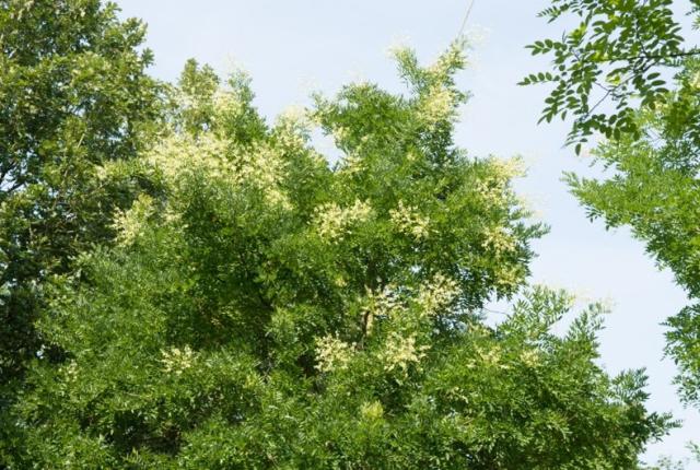 Honingboom (Styphnolobium japonicum “Harry van Haaren”)