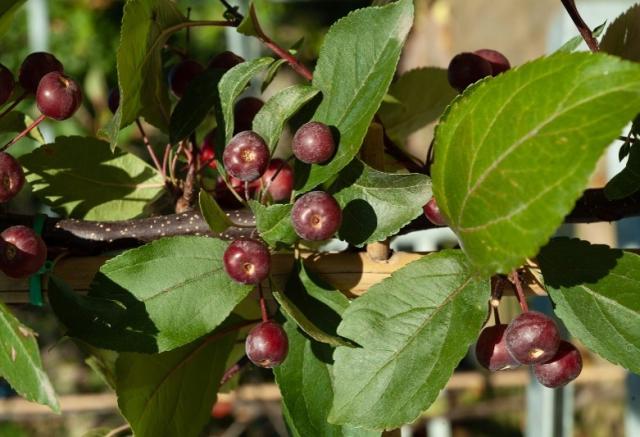 Sierappel (Malus “John Downie”)