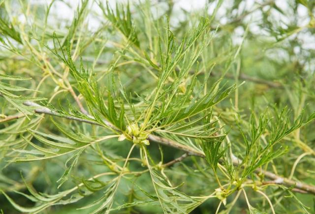 Varenbladige zwarte els (Alnus glutinosa “Imperialis”)