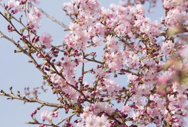 Winterbloeiende kers (Prunus x subhirtella “autumnalis Rosea)