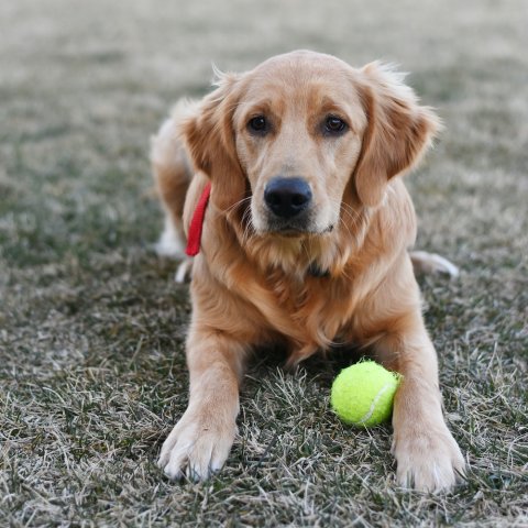 Bruinharige Golden retriever liggend in het gras met tennisbal tussen ze poten