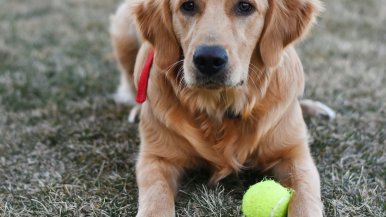 Bruinharige Golden retriever liggend in het gras met tennisbal tussen ze poten