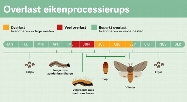 Schema waarin de levenscyclus en overlast van de eikenprocessierups in maanden wordt weergegeven. Zie uitleg onder de afbeelding