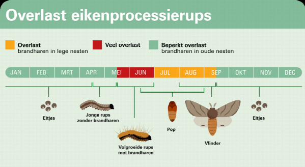 Schema waarin de levenscyclus en overlast van de eikenprocessierups in maanden wordt weergegeven. Zie uitleg onder de afbeelding