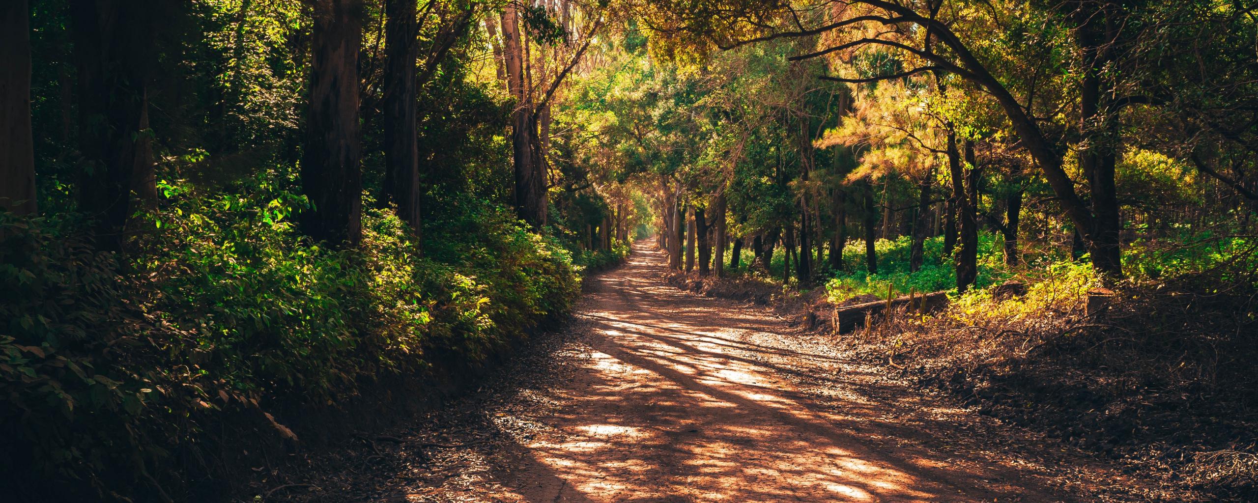 Forest Trail