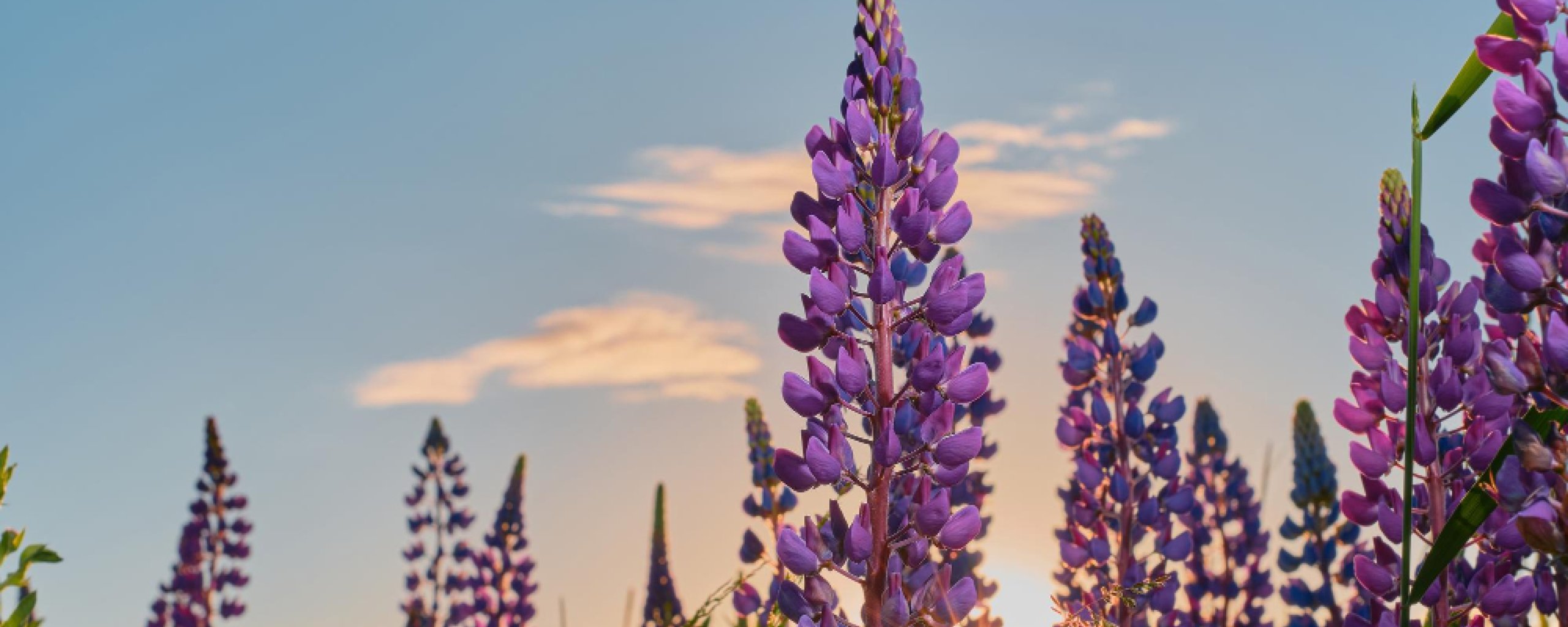 Lupines voor ondergaande zon