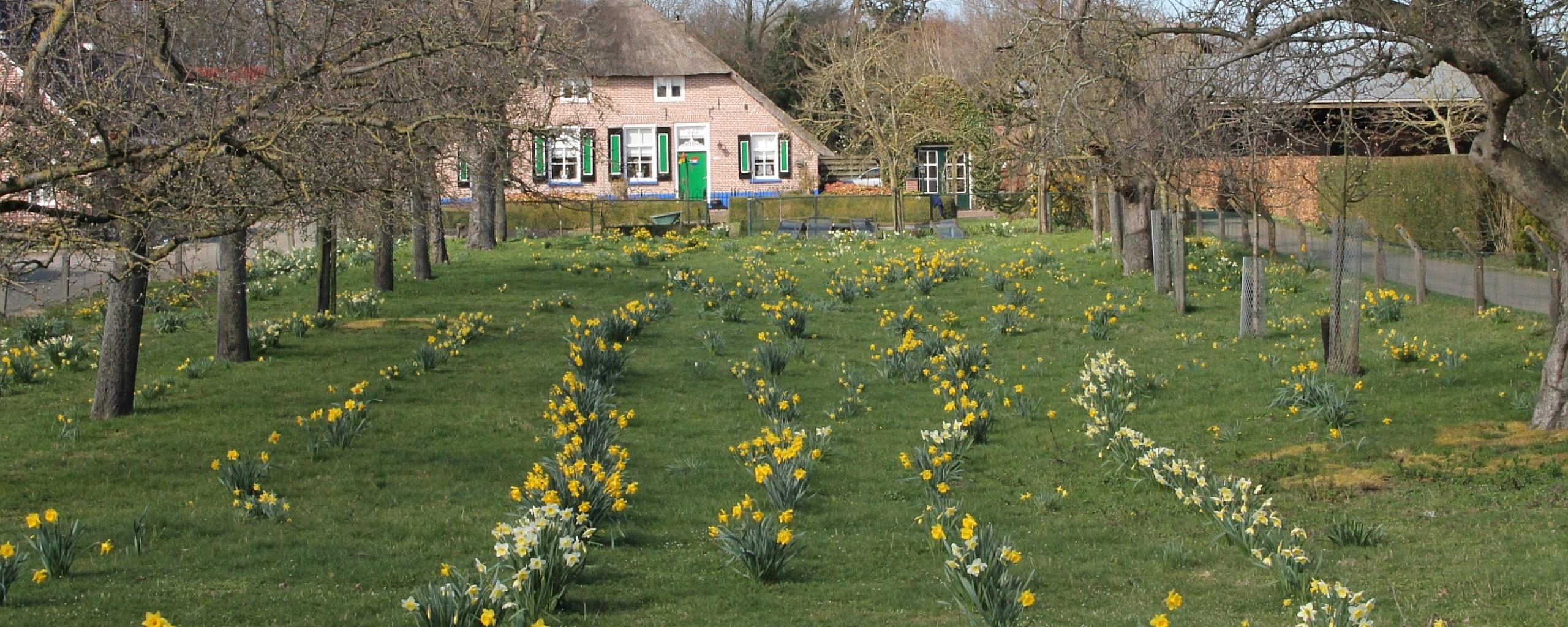 Wilde narcissen bloeien in een weiland aan de Gemeenteweg