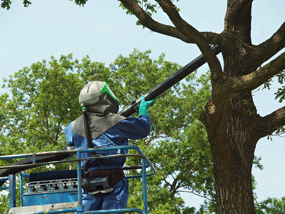 Een gespecialiseerd bedrijf zuigt eikenprocessierupsnesten uit een boom