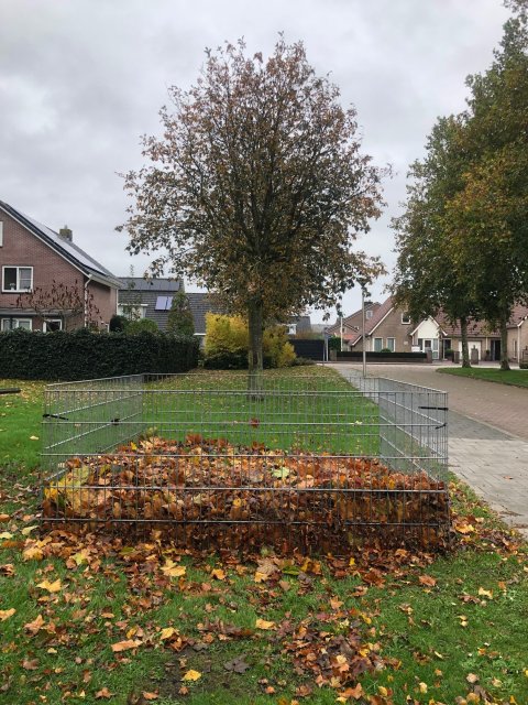Bladkorf in een woonwijk