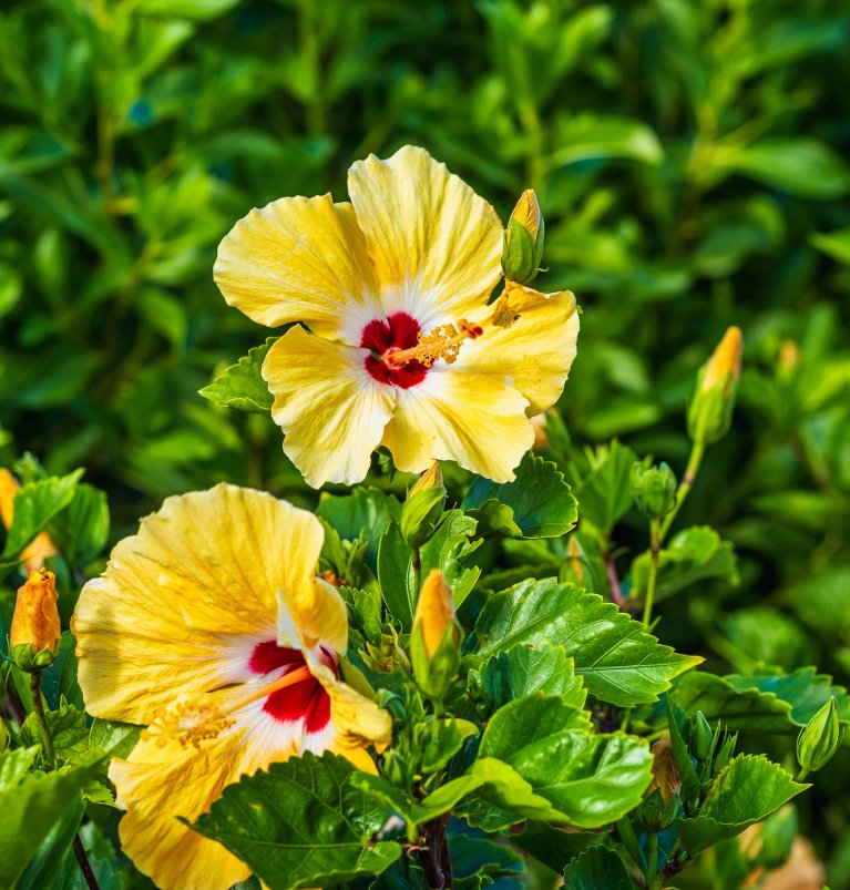 Flowers in Statia
