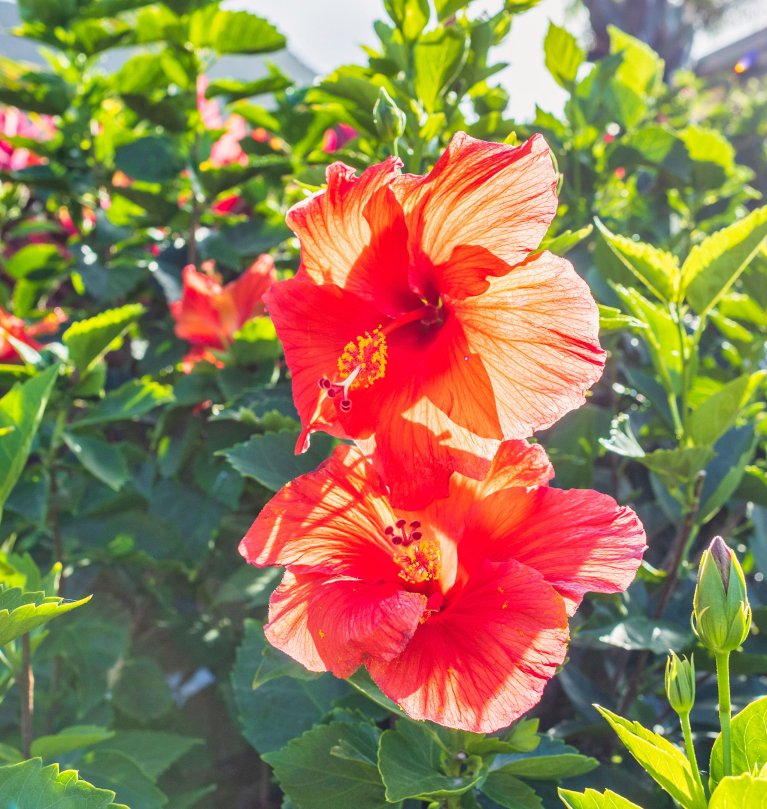 Flowers in Statia