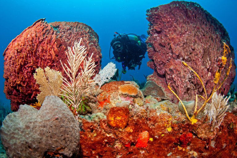 Images shows diver coming across various coral reefs