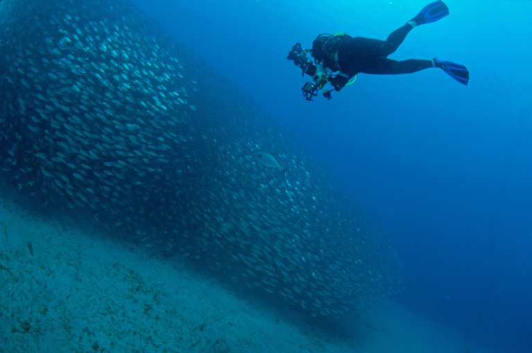 Image shows a diver swimming behind a large school of fish