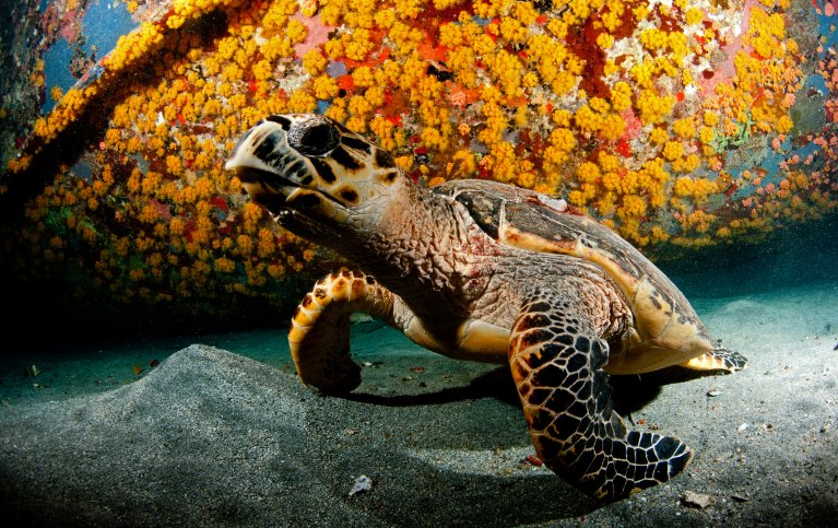 Image shows sea turtle at the bottom of the ocean with wreckage behind it.