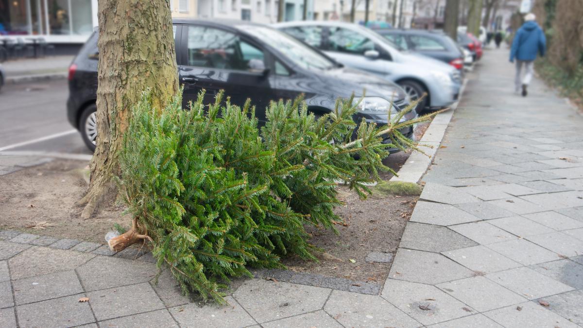 Inzameling kerstbomen