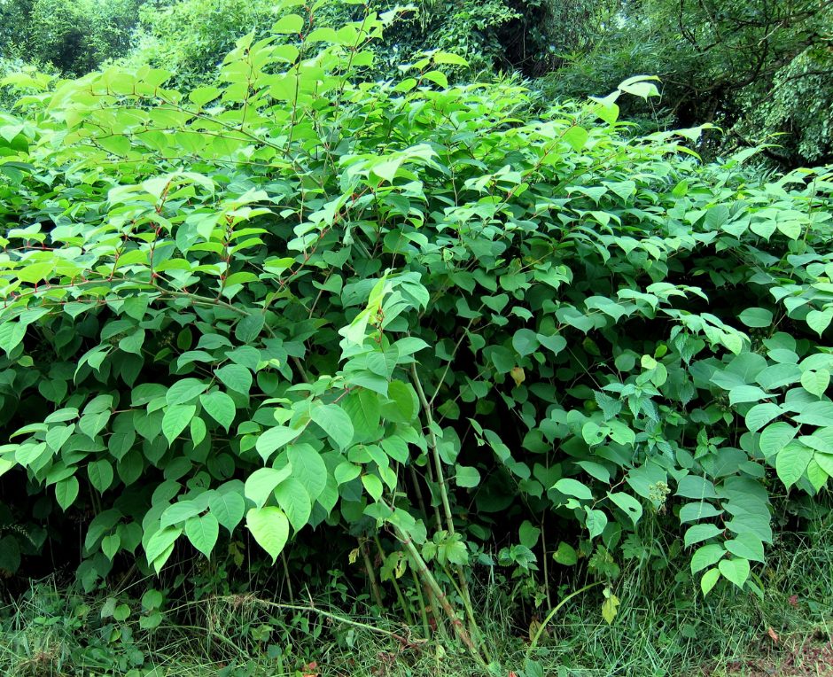 Japanse duizendkoop: groene plant met veel kleine bladeren