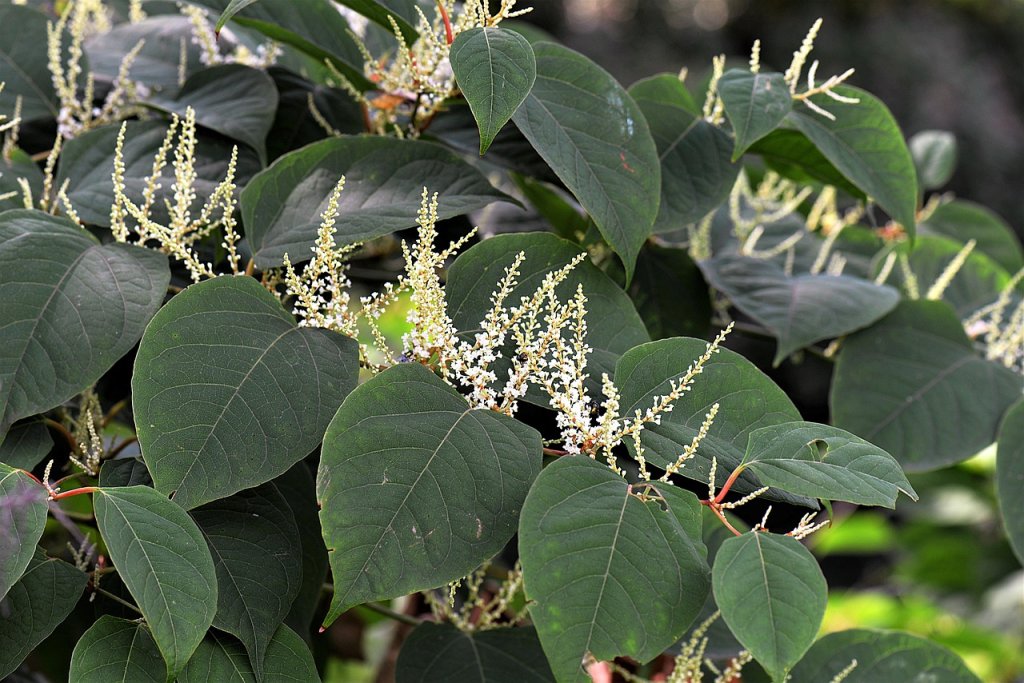 Japanse duizendknoop met groene bladeren en witte bloemen