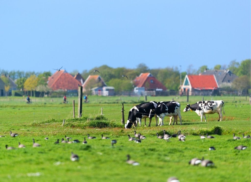 Drie koeien in een weiland op Terschelling, met woningen op de achtergrond