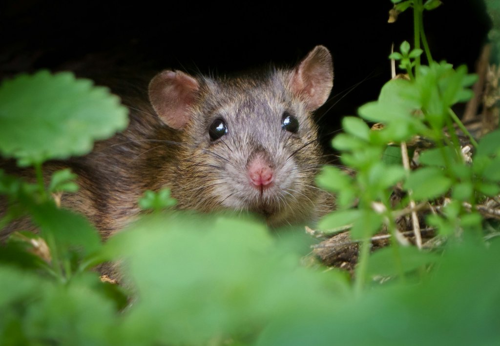 Rat tussen de bladeren