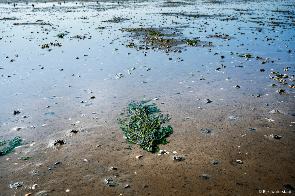 Zeegras op het strand
