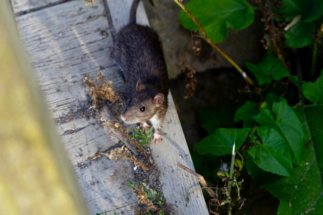 Een rat in de natuur 