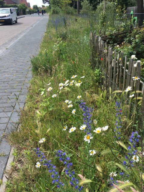 Bloemen in de berm langs de Parnassiaweg