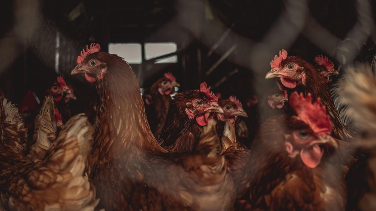 Vogelgriep Bornerbroek