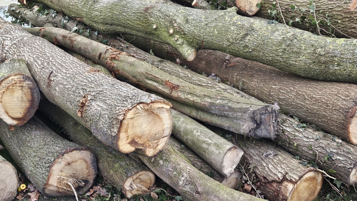 Gratis hout voor Hammenaren