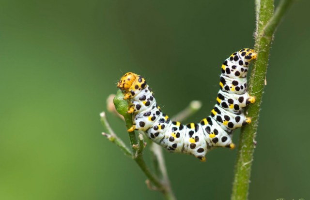 Rups Helmkruidvlinder