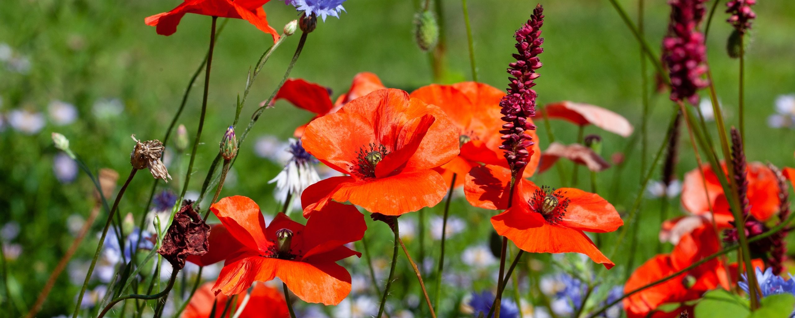 tuin met diverse bloemen