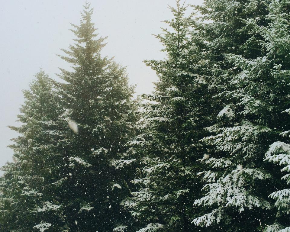 Kerstboom