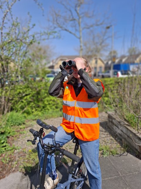 foto van medewerker vleermuisonderzoek met verrekijker
